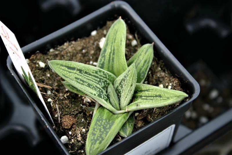 Gasteria 'Little Warty' - Gasteria Little Warty from Hillcrest Nursery