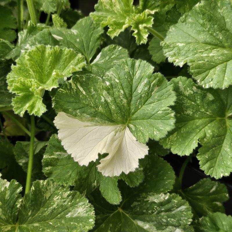 Pelargonium capitatum 'Snowflake' - Geranium Scented - Finished from Hillcrest Nursery