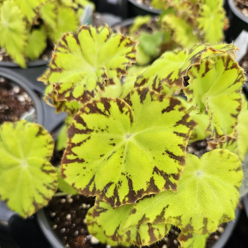 Begonia rex Shadow King 'Lemon Love' - Begonia Rex from Hillcrest Nursery