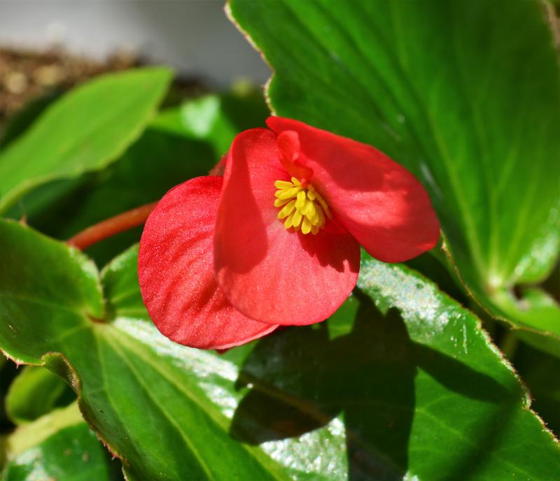 Begonia Dragonwing 'Red' - Begonia Dragonwing from Hillcrest Nursery