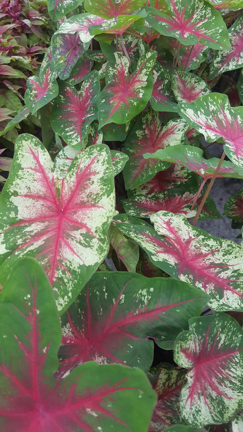 Caladium Caladium Flatter Me from Hillcrest Nursery