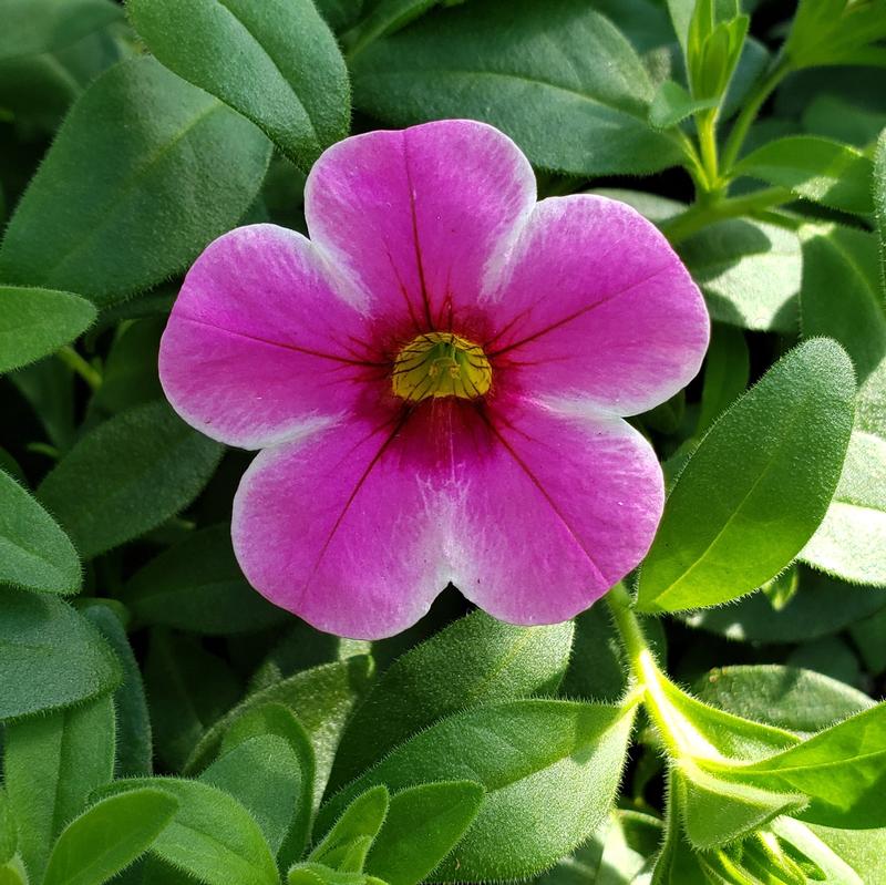 Calibrachoa Volcano Pink Calibrachoa Pink from Hillcrest Nursery