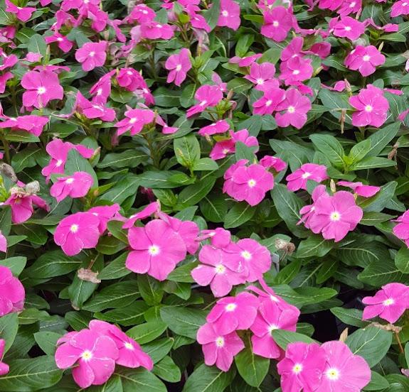 Vinca Cora Pink Catharanthus roseus from Hillcrest Nursery