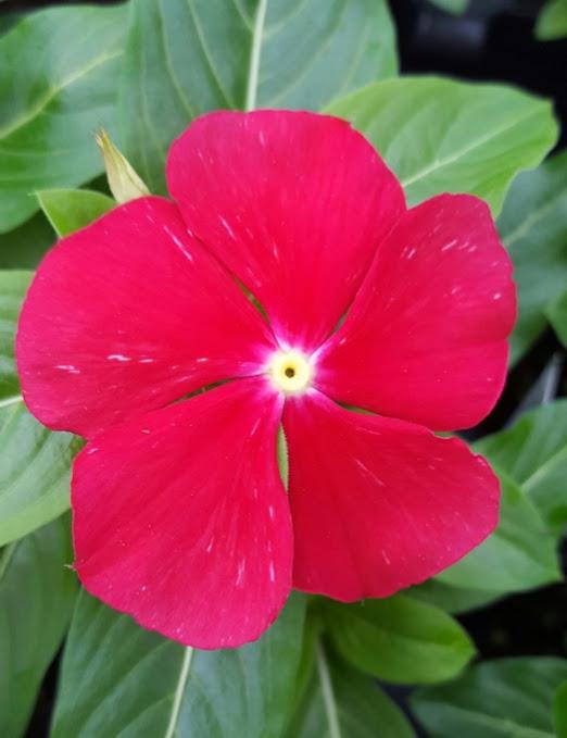 Vinca Cora Red Catharanthus roseus from Hillcrest Nursery