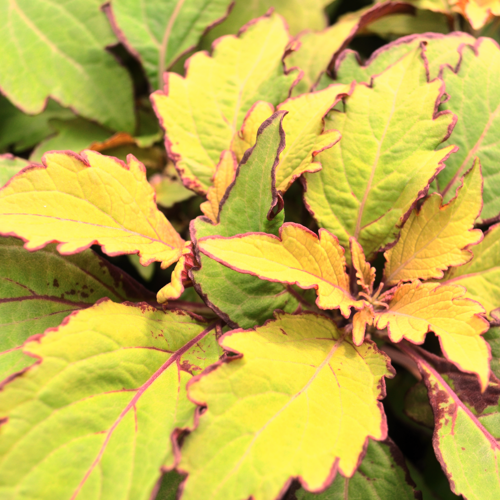 Solenostemon scutellarioides FlameThrower 'Spiced Curry' - Coleus from Hillcrest Nursery