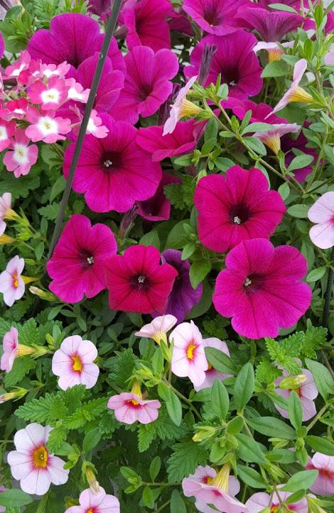 Confetti Garden Hot Pink Jazz Combo Confetti Garden from Hillcrest Nursery