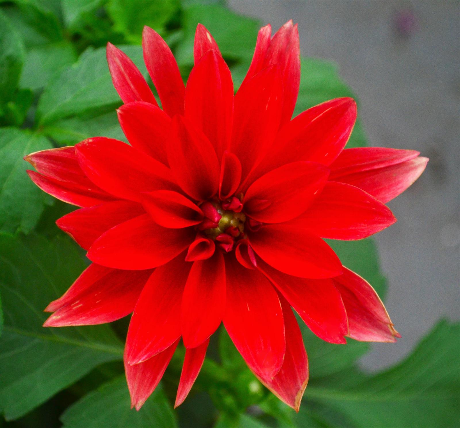 Dahlia Hypnotica 'Red' - Dahlia from Hillcrest Nursery