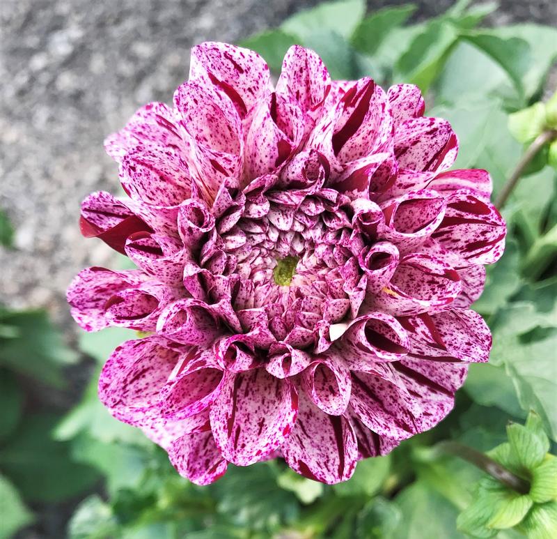 Dahlia Dahlia Speckled Pink from Hillcrest Nursery