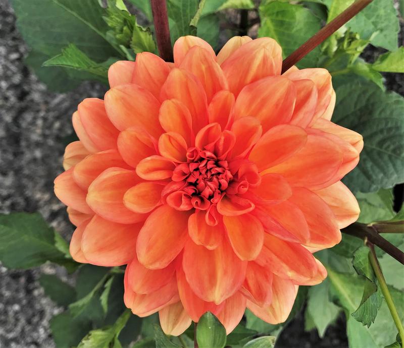 Dahlia Go Go 'Peach' - Dahlia from Hillcrest Nursery