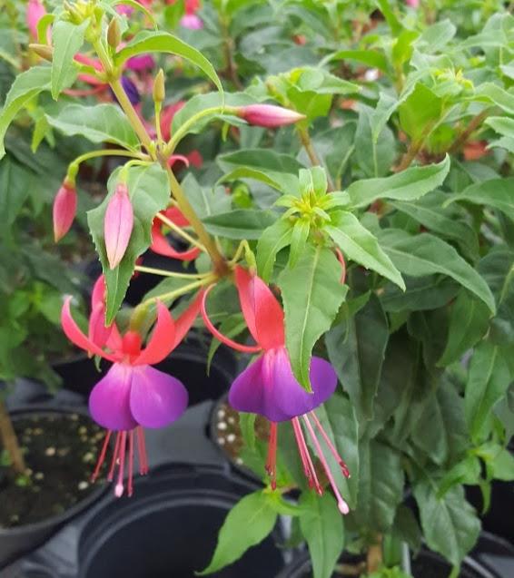 Fuchsia Tree Stand Up Red/Purple Fuchsia Topiary from Hillcrest Nursery