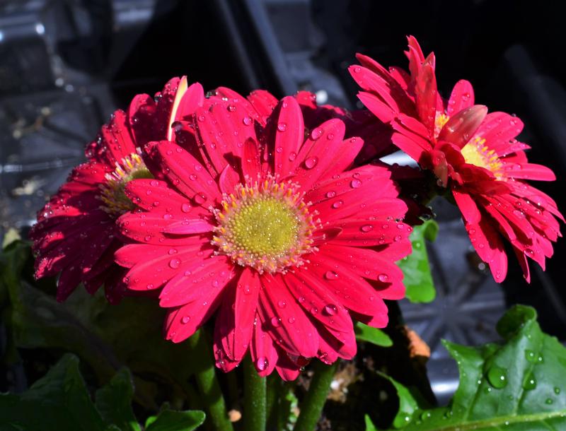 Gerbera Midi 'Purple' - African Daisy from Hillcrest Nursery