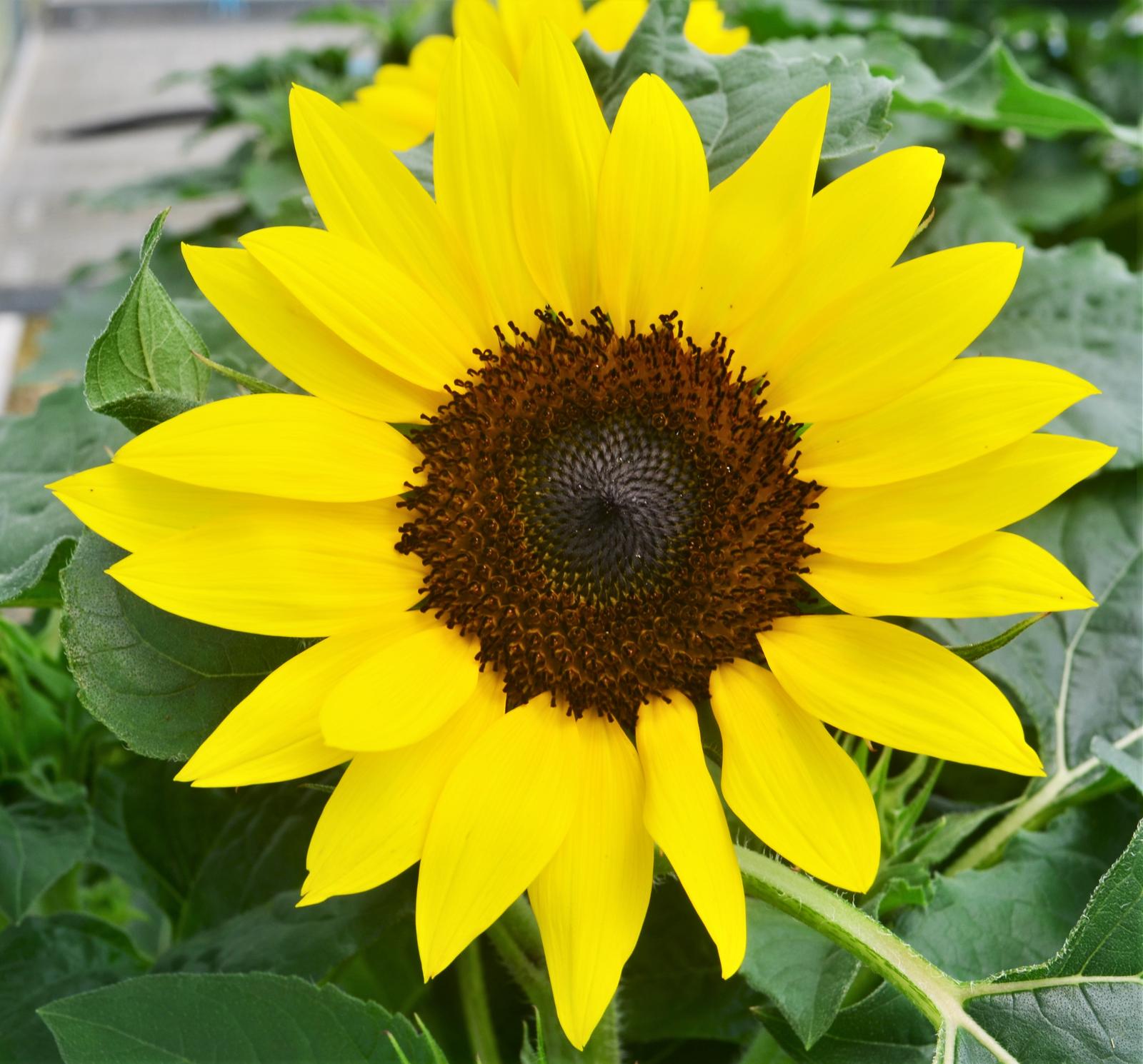 Sunflower Helianthus annuus Yellow from Hillcrest Nursery