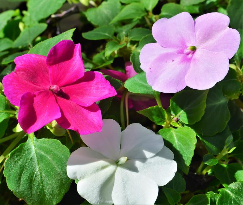 Impatiens Impatiens Walleriana Merlot Mix From Hillcrest Nursery