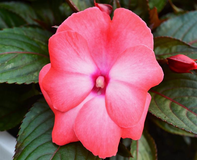 Impatiens hawkeri Magnum 'Wild Salmon' - Impatiens - New Guinea from Hillcrest Nursery