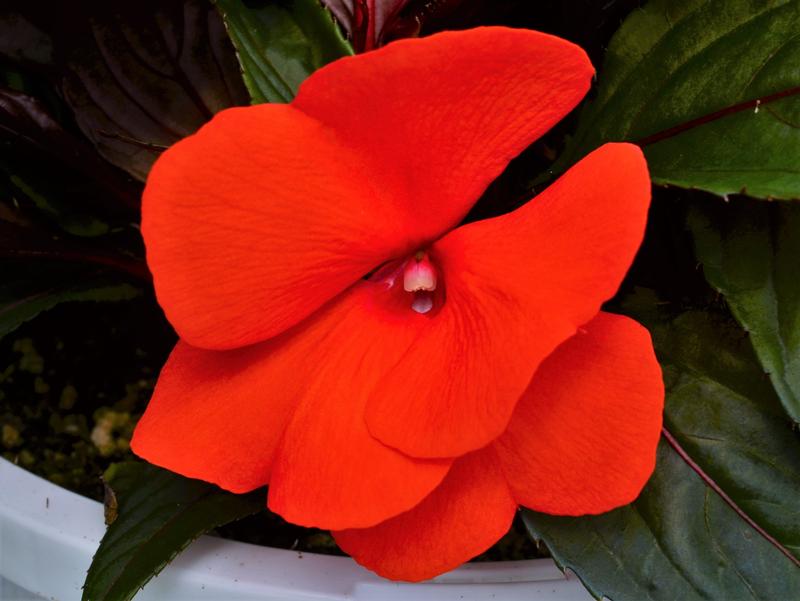 Impatiens hawkeri Magnum 'Fire' - Impatiens - New Guinea from Hillcrest Nursery