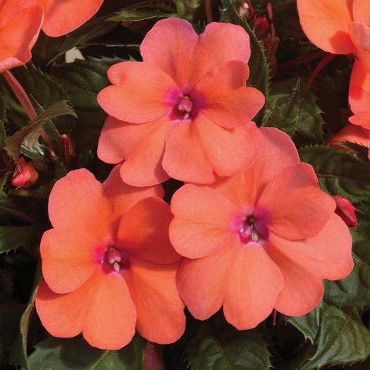 Impatiens hawkeri Sunpatiens Compact 'Coral Pink' - Sunpatiens from Hillcrest Nursery