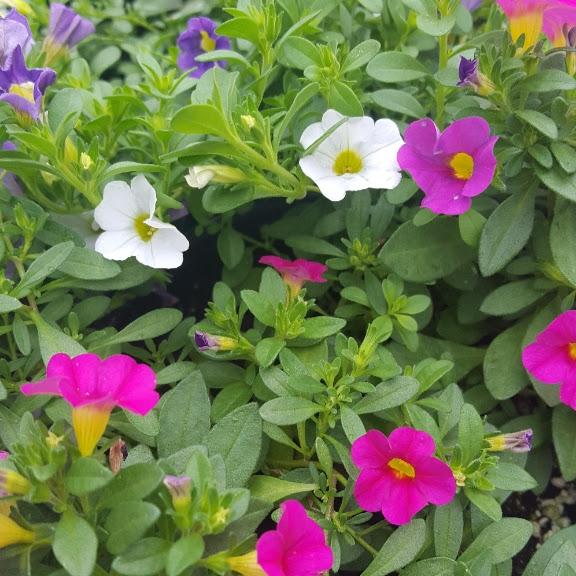 Kwik Kombos Callie Patio Selfie Combo from Hillcrest Nursery