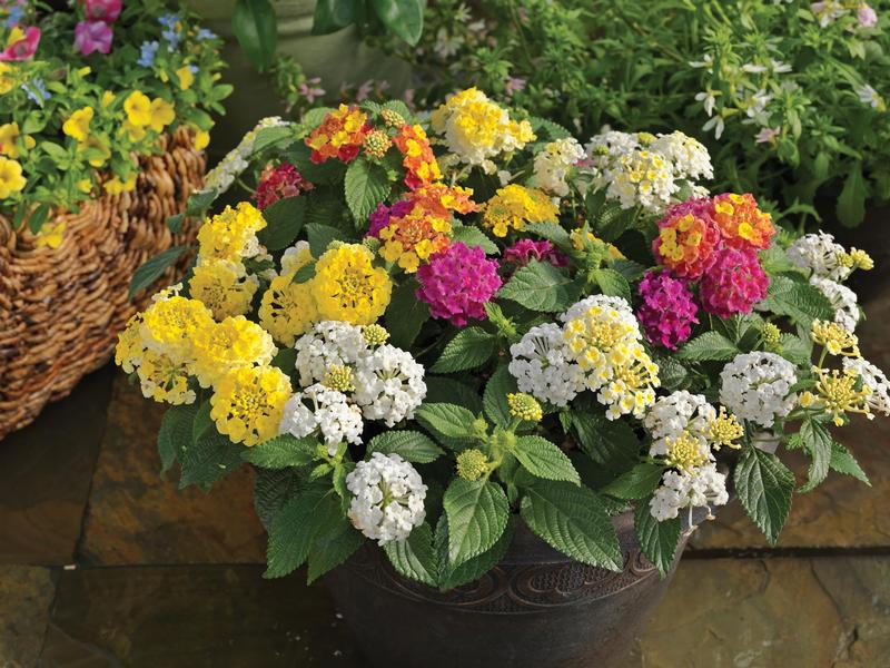 Combo Pot Kwik Kombo Lantana 'Lemon Meringue' - Combo - Kwik Kombo - Photo courtesy of Ball Horticultural Company