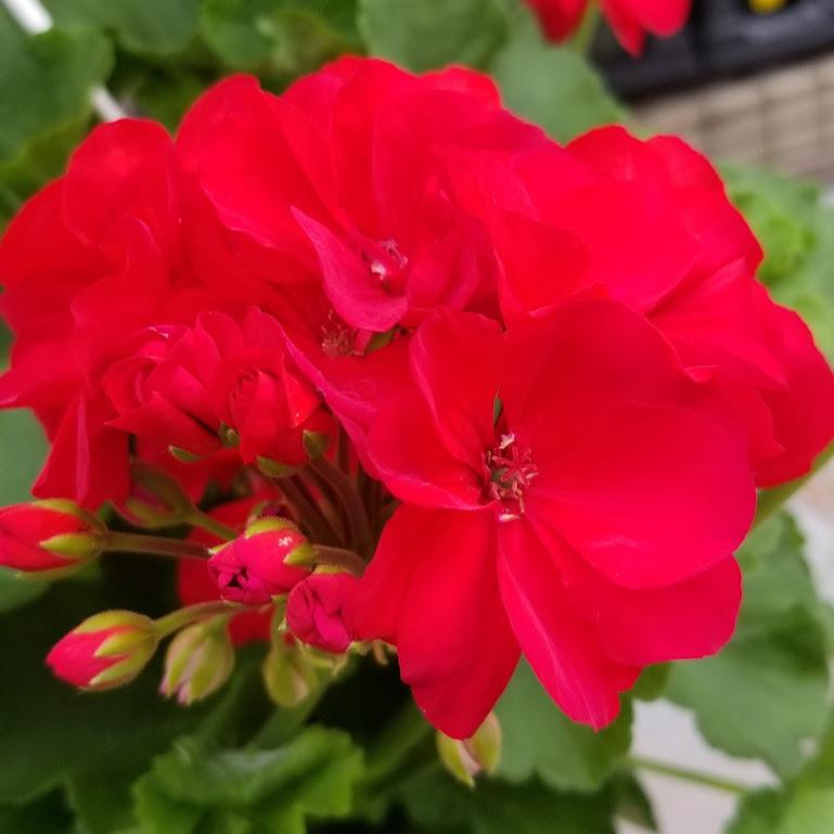 Geranium Summer Idols Dark Red Pelargonium hortorum Dark Red from ...