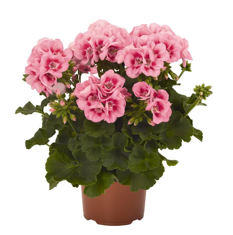 Geranium Pink Mega Splash Pelargonium hortorum Mega Splash from ...