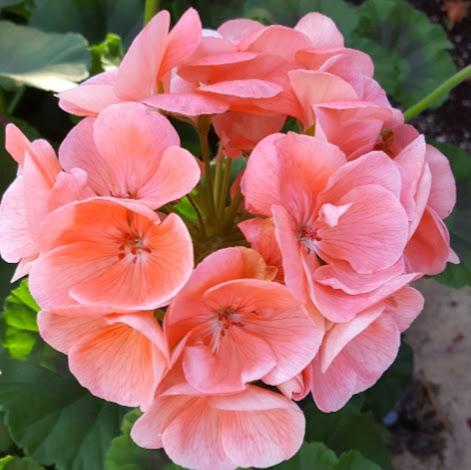 Geranium Pelargonium Hortorum Salmon Sensation From Hillcrest Nursery