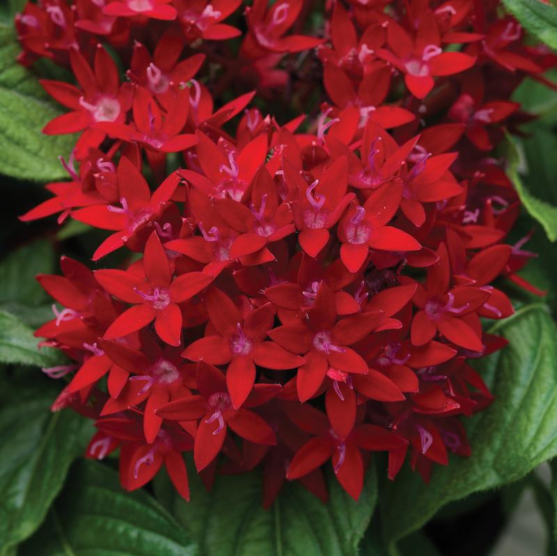 Pentas Pentas lanceolata Red from Hillcrest Nursery