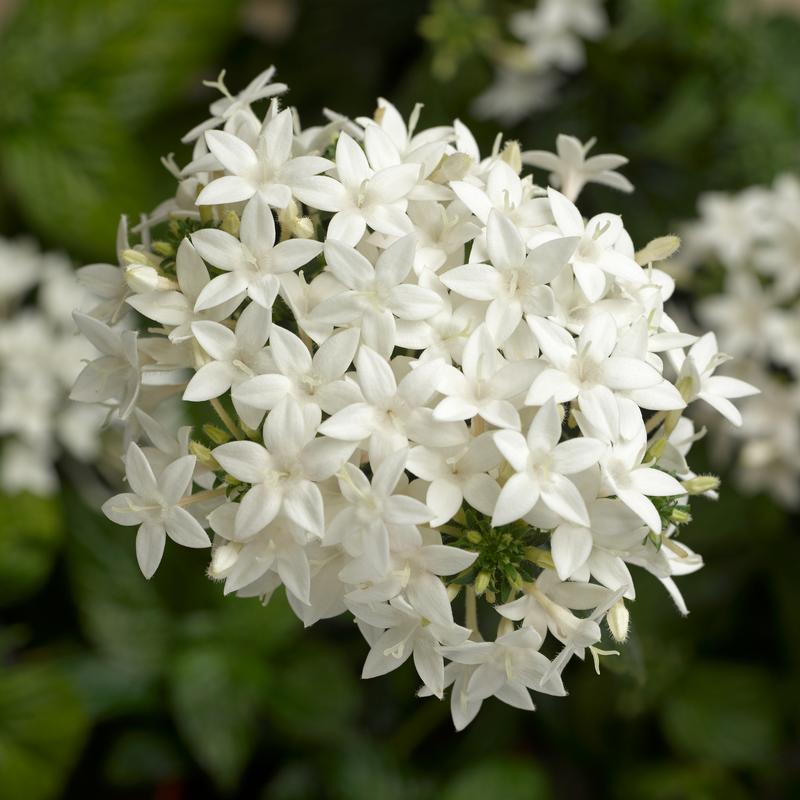 Pentas Pentas lanceolata White from Hillcrest Nursery