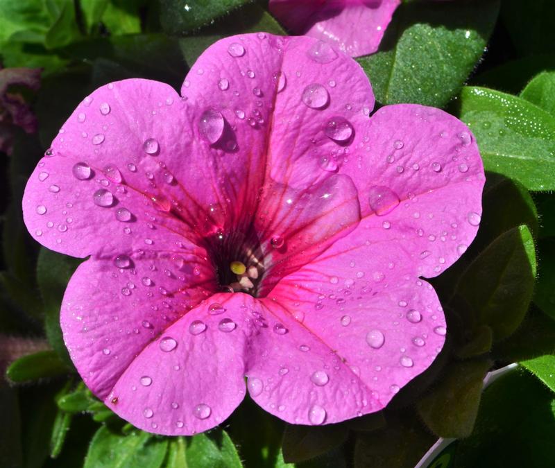 Petunia Potunia Plus 'Pinkalicous' - Petunia from Hillcrest Nursery