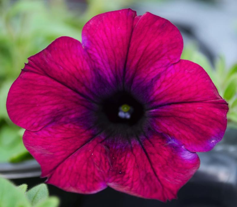 Petunia Petunia Burgundy Velour From Hillcrest Nursery