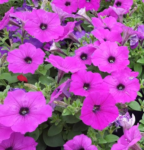 Petunia Easy Wave Violet Petunia Wave Violet from Hillcrest Nursery