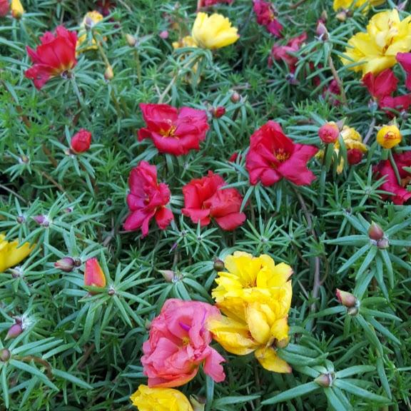 Portulaca Happy Hour Tropical Mix Portulaca grandiflora from Hillcrest ...