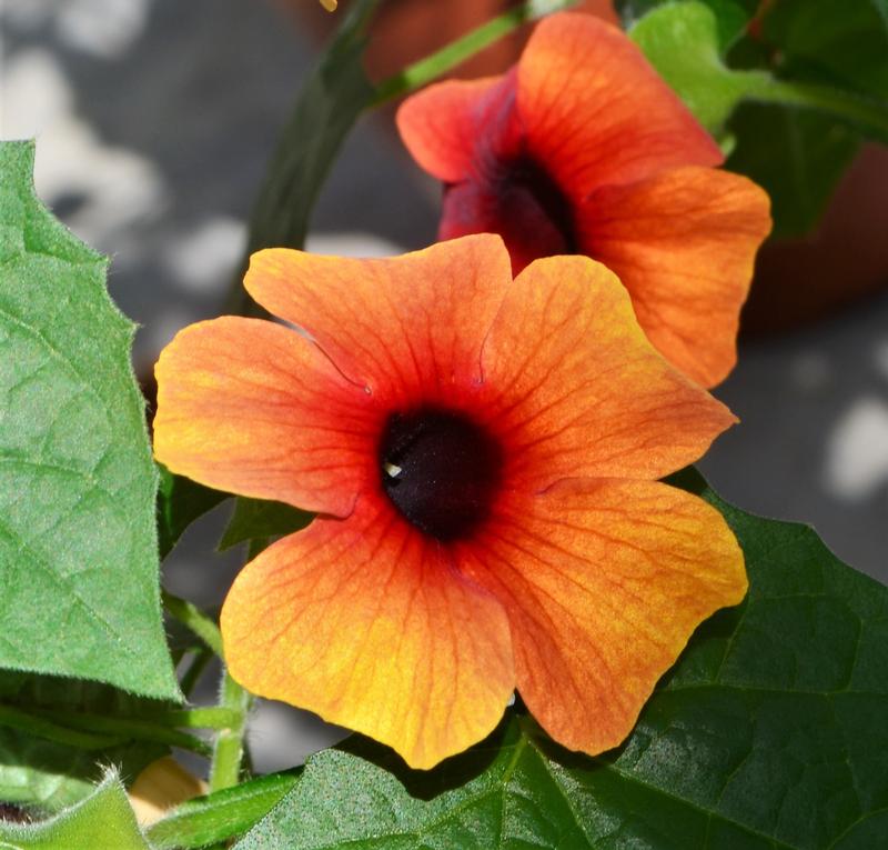 Thunbergia alata Arizona 'Glow (w/trellis)' - Thunbergia from Hillcrest Nursery