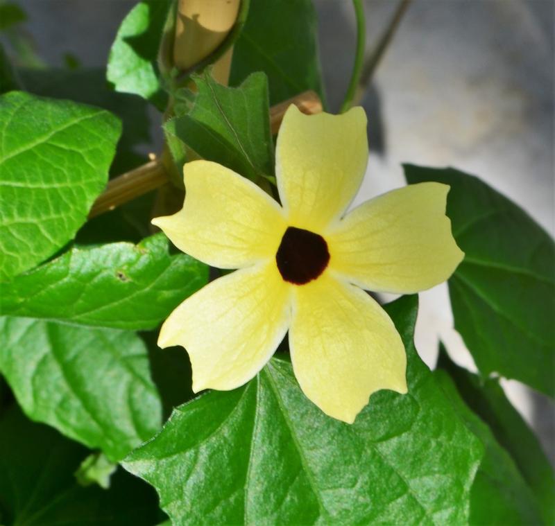 Thunbergia alata Arizona 'Lemon Sunrise (w/trellis)' - Thunbergia from Hillcrest Nursery