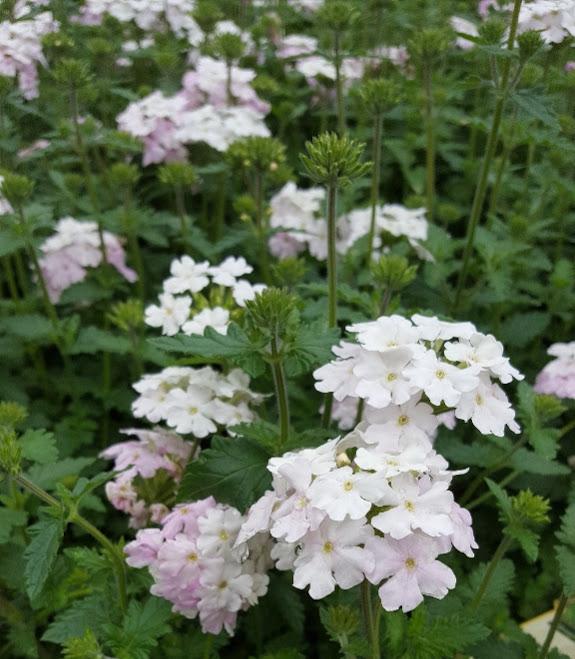 Verbena White Blush Verbena White Blush from Hillcrest Nursery