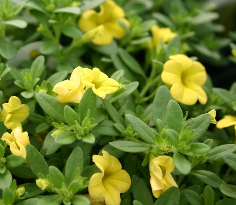 Calibrachoa Conga Deep Yellow Calibrachoa from Hillcrest Nursery