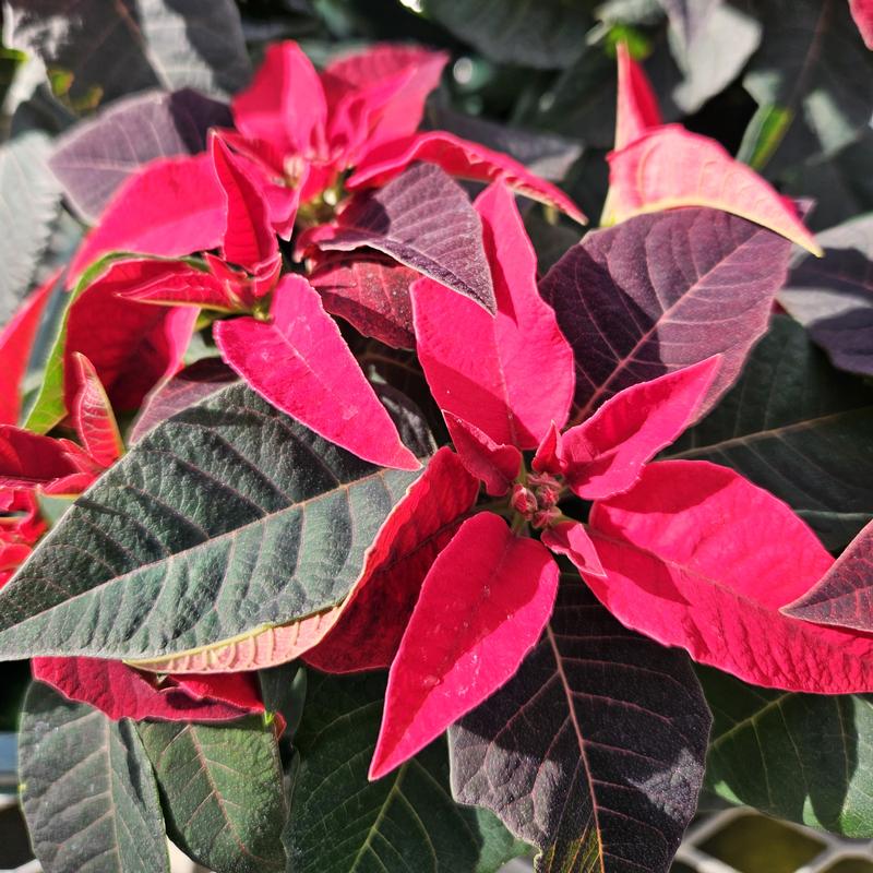 Euphorbia hybrid Princettia 'Red' - Poinsettia from Hillcrest Nursery