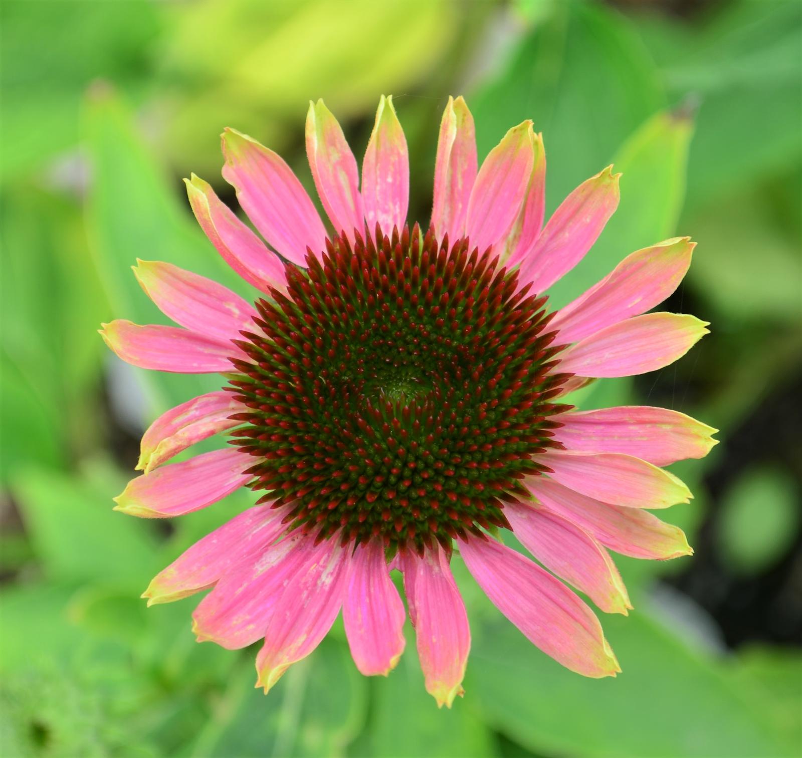 Echinacea 'Green Twister' - Coneflower from Hillcrest Nursery