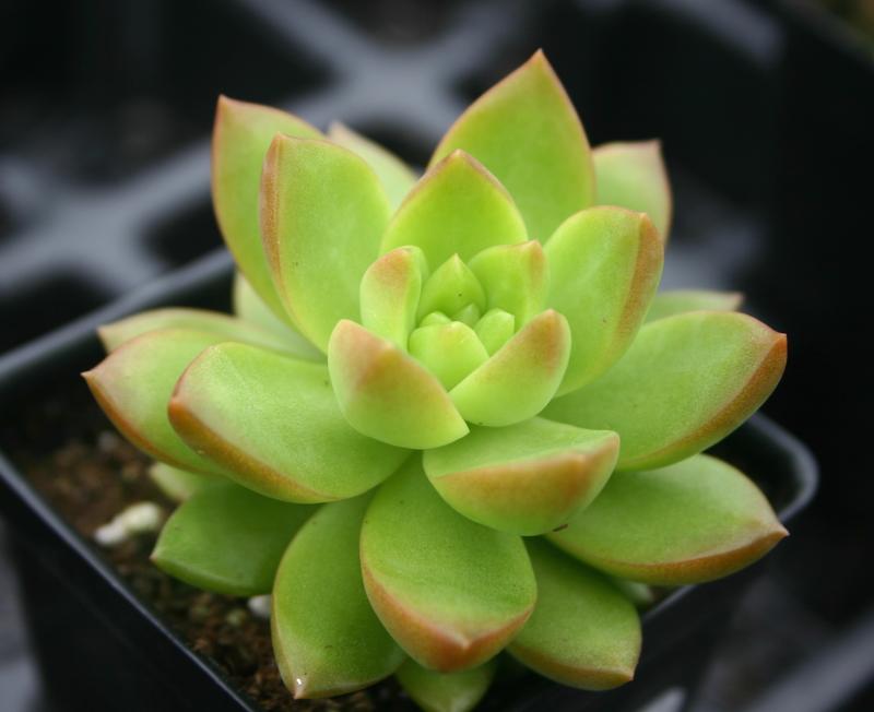 Stonecrop Sedum adolphii from Hillcrest Nursery