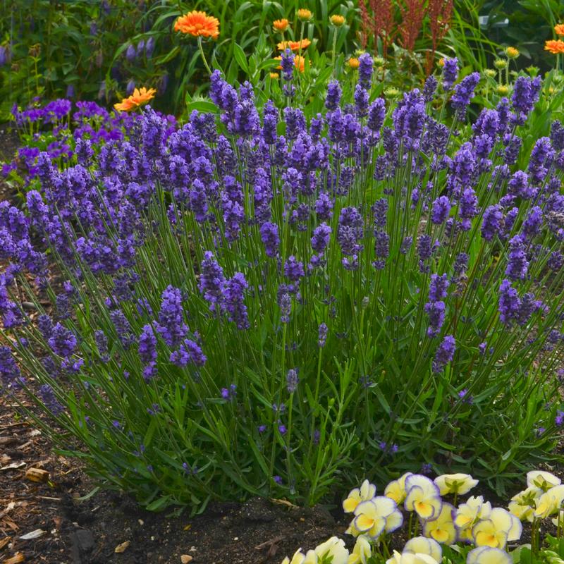 Lavender Sweet Romance Lavandula angustifolia Sweet Romance from ...