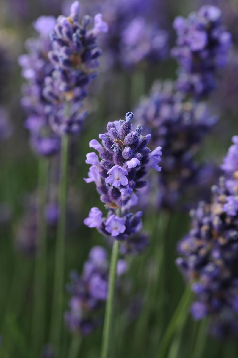 Lavender Super Blue Lavandula Angustifolia SuperBlue From Hillcrest Nursery