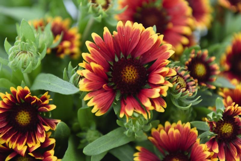 spintop orange halo blanket flower