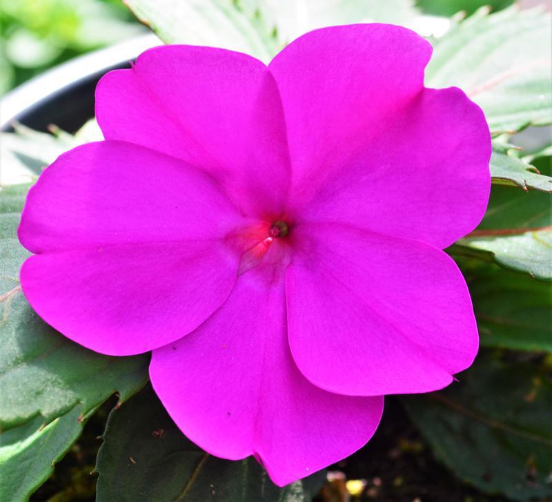 Impatiens hawkeri Sunpatiens Compact 'Purple' - Sunpatiens from Hillcrest Nursery