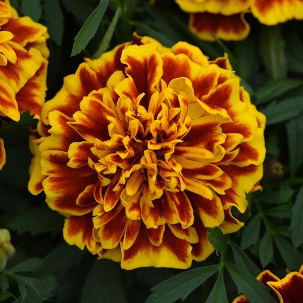 Marigold Bonanza Bee Tagetes patula from Hillcrest Nursery