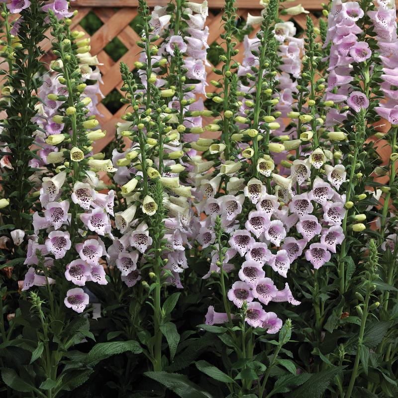 Foxglove Digitalis purpurea Camelot Lavender from Hillcrest Nursery