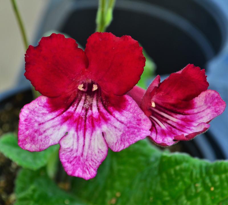 Streptocarpus Streptocarpus Red Bicolor from Hillcrest Nursery