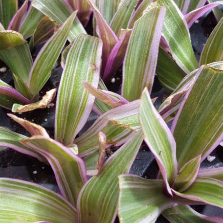 Rhoea Rhoea spatacea Tricolor from Hillcrest Nursery