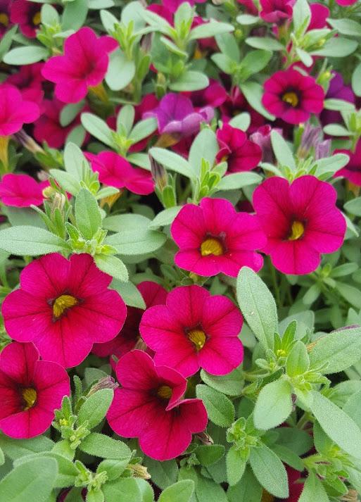 Million Bells Calibrachoa Rose from Hillcrest Nursery