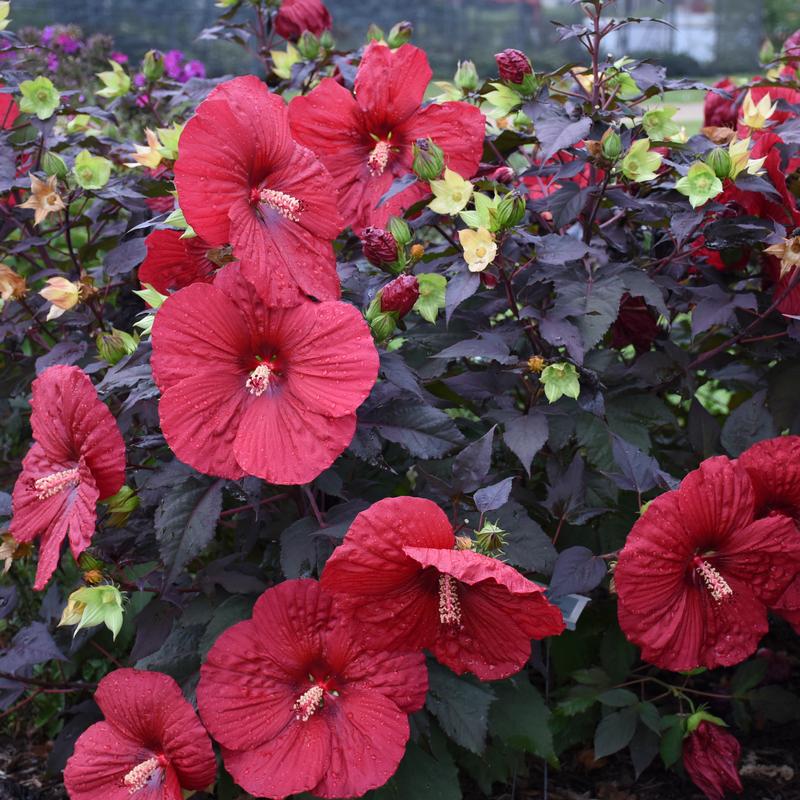 Rose Mallow Hibiscus Holy Grail from Hillcrest Nursery