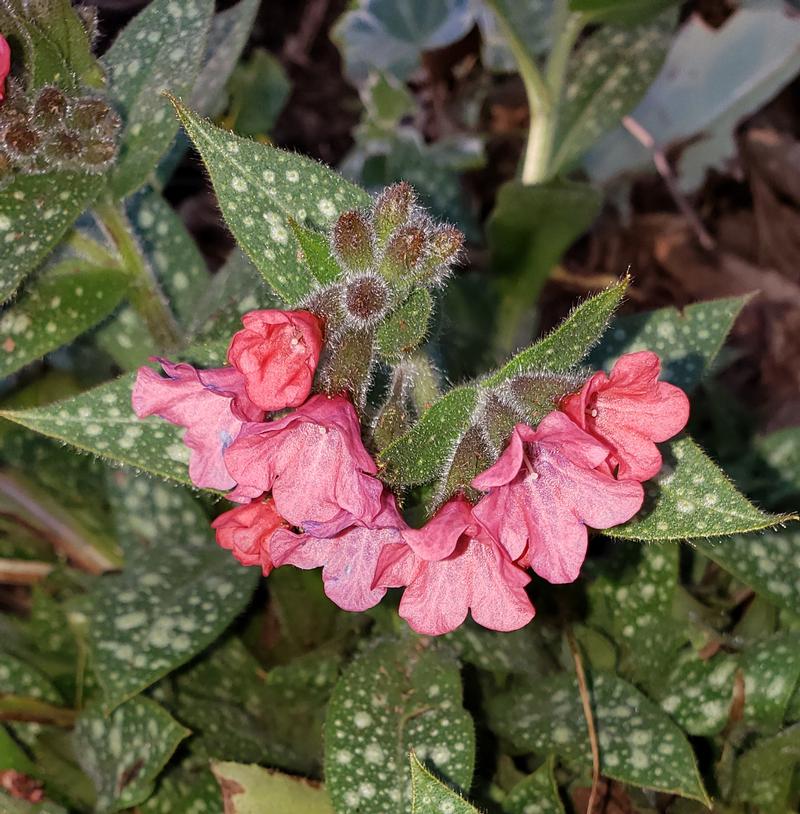 Pulmonaria Shrimps on the Barbie Pulmonaria Shrimps on the Barbie from Hillcrest Nursery