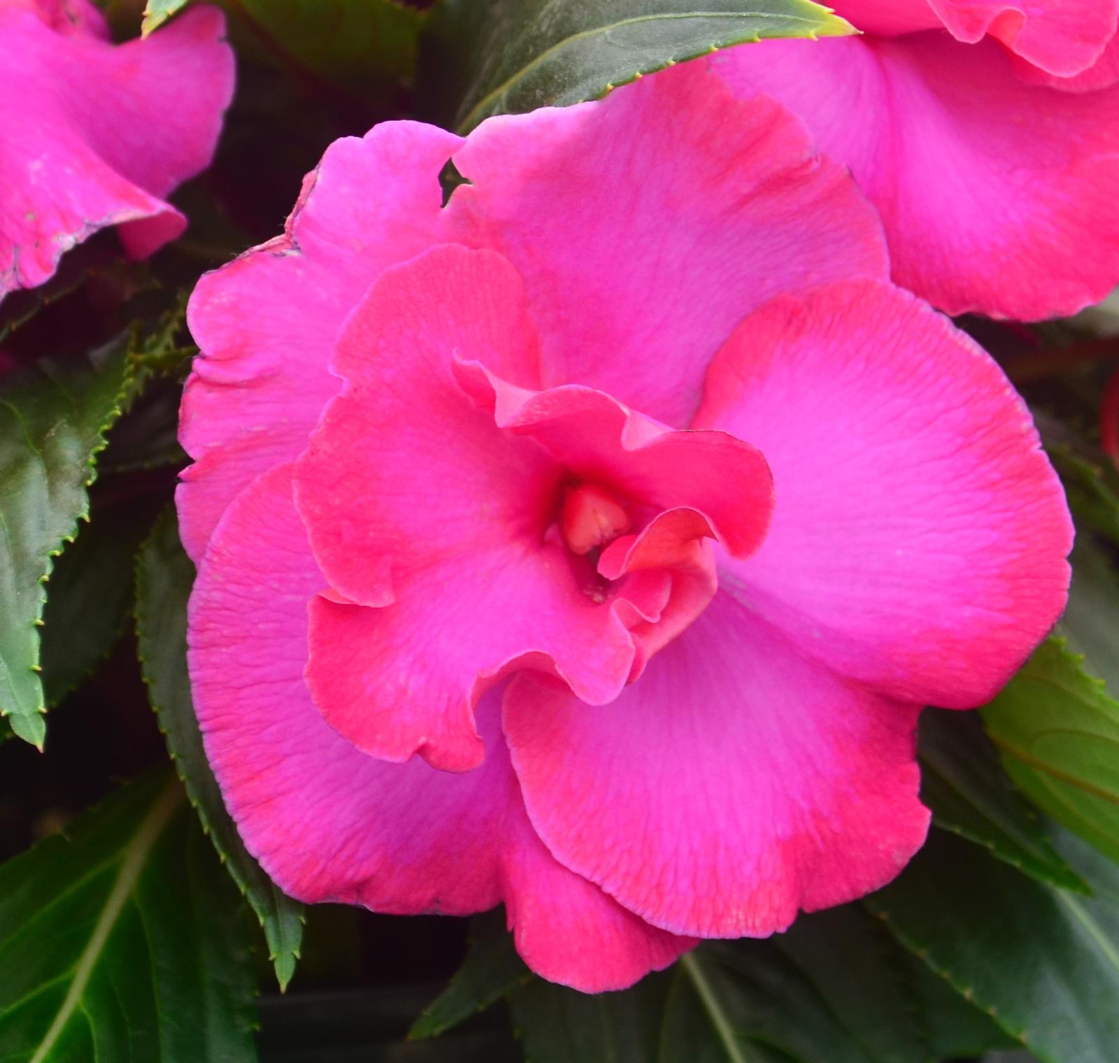 Impatiens New Guinea Impatiens hawkeri Hot Pink from Hillcrest